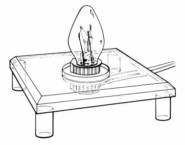 Lighted Shell Display.  24-167